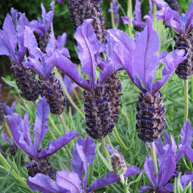 Castilliano Violet, Lavender Seeds